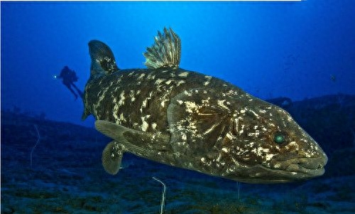 地球上10大堪称奇迹的动物,爱尔兰大鹿死而复生,腔棘鱼再被发现